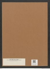 Diatomeae indet. Zeichnungen Sammlung Grunow Mappe 02365 (Herbarium_W_Grunow_drawings_Folder_02365)